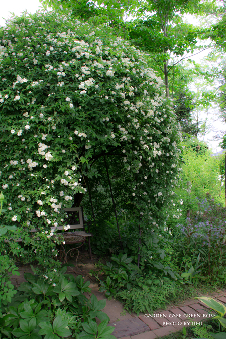 gardencafegreenrose00.jpg