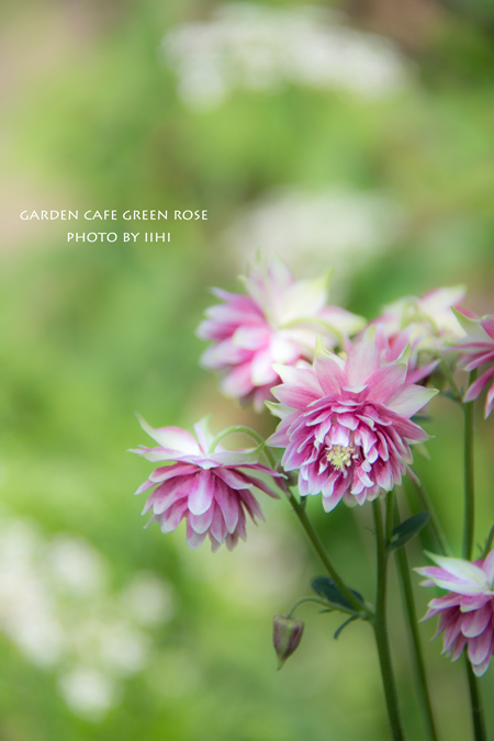 gardencafegreenrose7.jpg