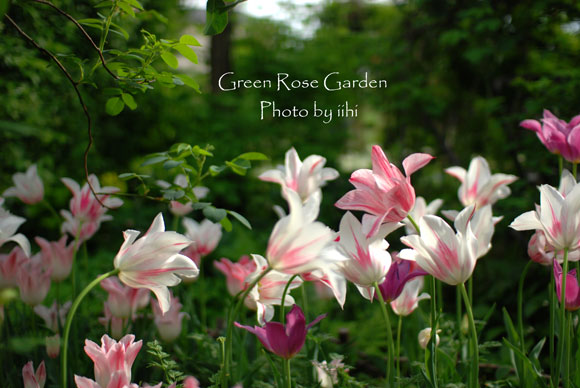 greenrosegarden2014apr01.jpg