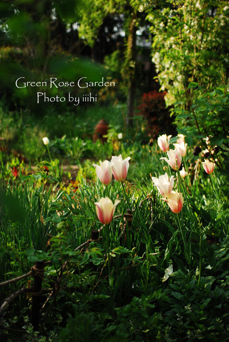 greenrosegarden2014apr8jpg.jpg