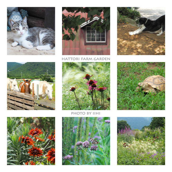 hattorifarm-Collage.jpg