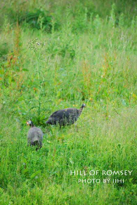 hill-of-romsey01_iihi.jpg
