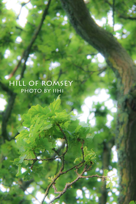 hill-of-romsey16_iihi.jpg