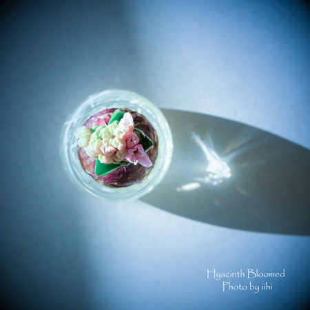 hyacinth20140129_iihi.jpg