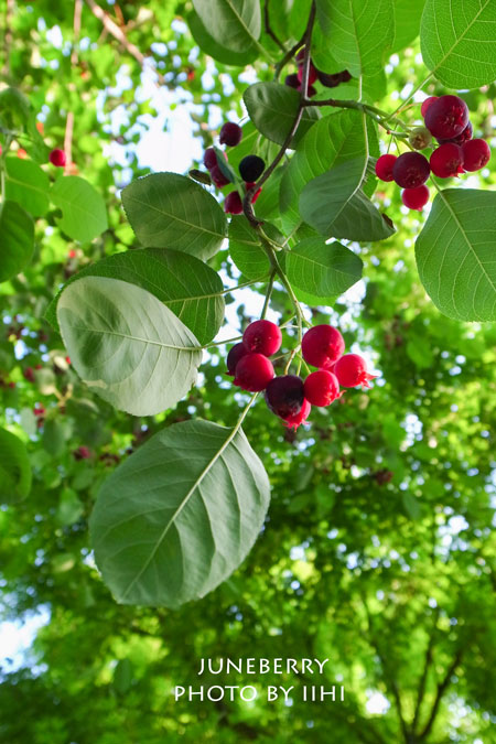 juneberrytree3.jpg