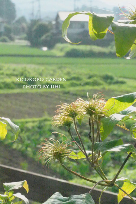 kigokorogarden5-20150711.jpg