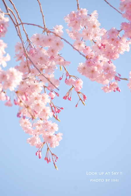 look-up-at-sky2013sakura.jpg