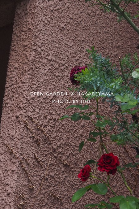 nagareyamaopengarden2015_10.jpg