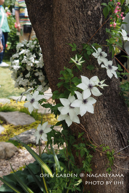 nagareyamaopengarden2015_13.jpg