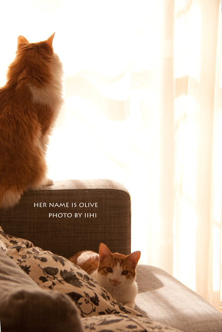 name-is-olive iihi.jpg