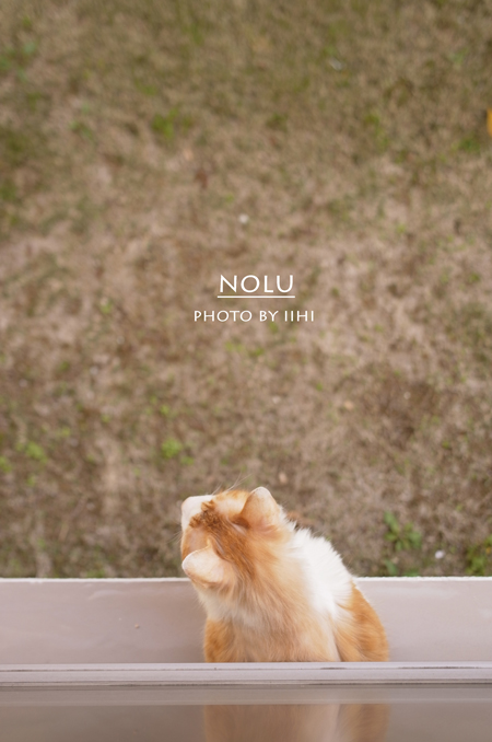 nolu-nov2013_iihi.jpg