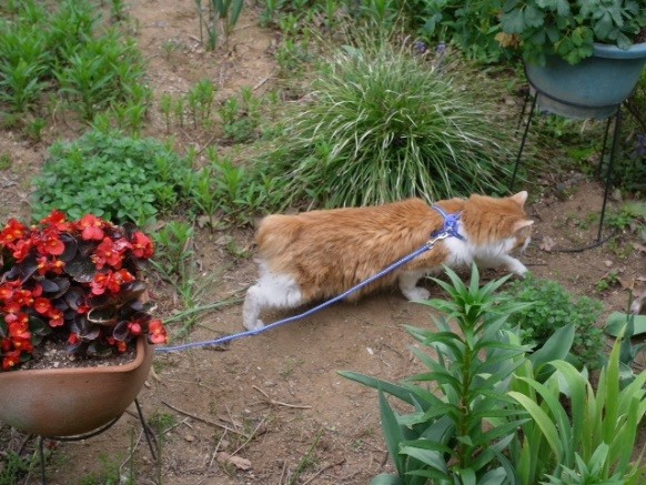 nolu2 20140418iihi.jpg