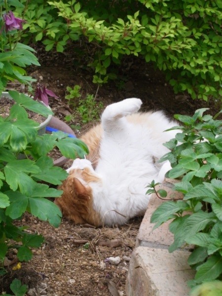 nolu4 20140418iihi.jpg