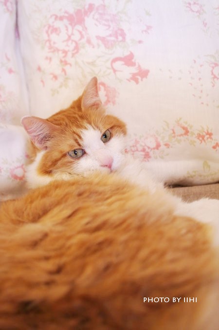 nolusep2013 iihi.jpg