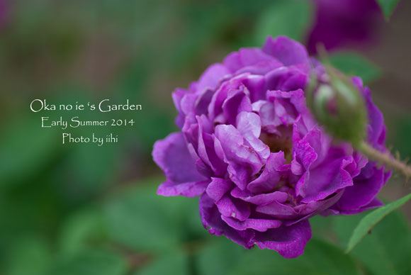okanoiegarden23-2014e-summe.jpg