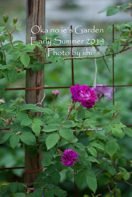 okanoiegarden312014e-summe.jpg