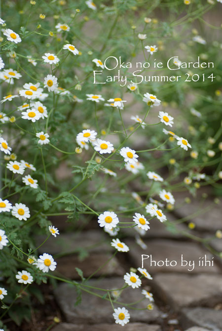 okanoiegarden43-2014e-summe.jpg
