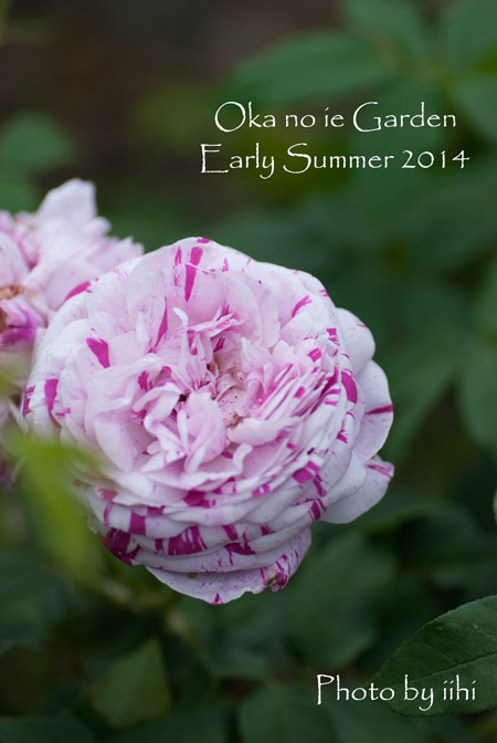 okanoiegarden44-2014e-summe.jpg