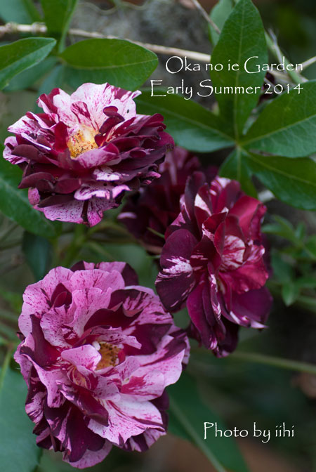 okanoiegarden48-2014e-summe.jpg