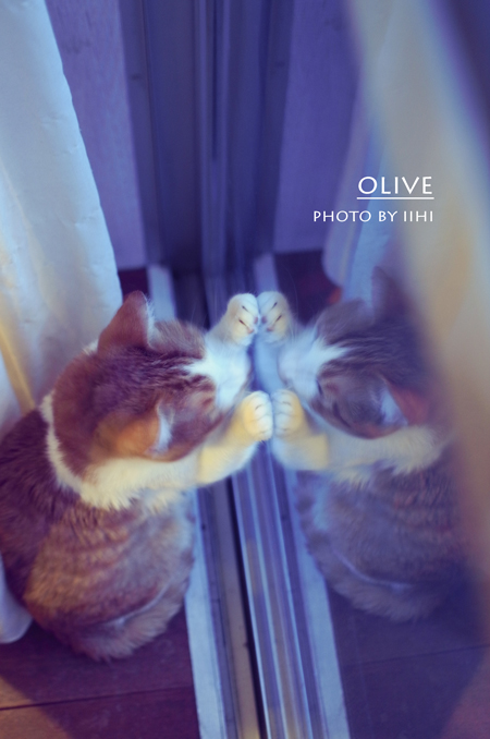 olive-nov2013_iihi.jpg