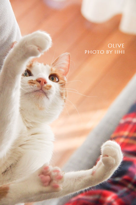 olive20140106_iihi.jpg