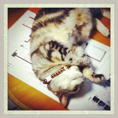 photo_kshousecat iihi.jpg