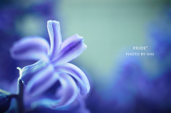 pride_iihi.jpg