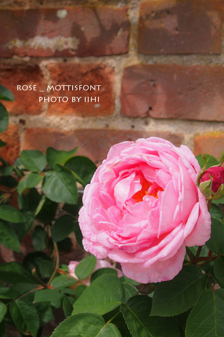 rosemottisfont-iihi.jpg