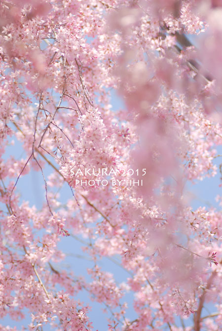 sakura2015_01.jpg