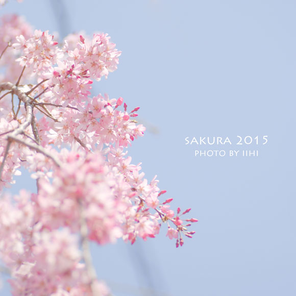 sakura2015_1.jpg
