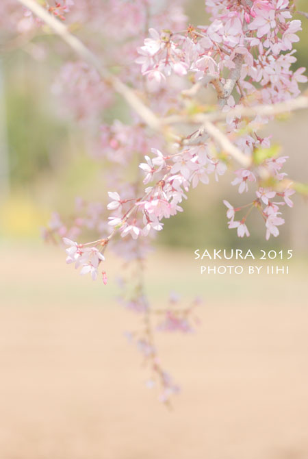 sakura2015_10.jpg