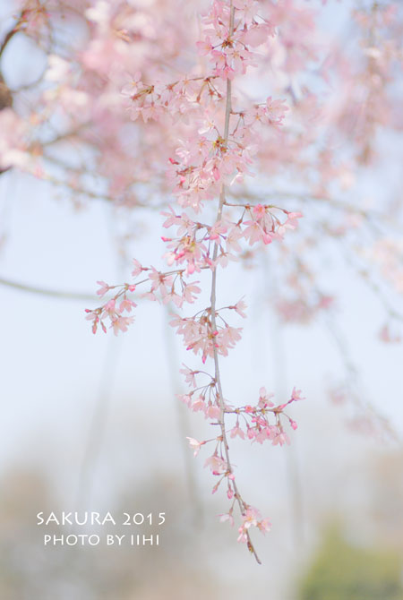 sakura2015_11.jpg
