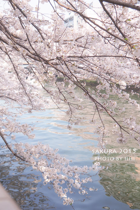 sakura2015_2.jpg