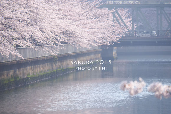 sakura2015_3.jpg