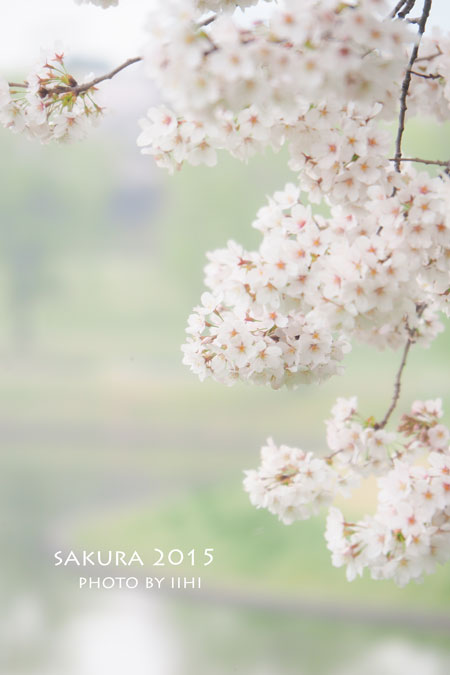 sakura2015_4.jpg