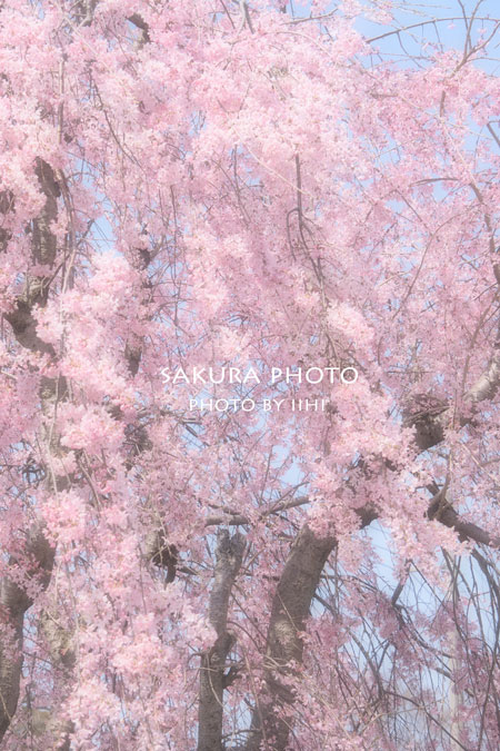 sakura2015_5.jpg
