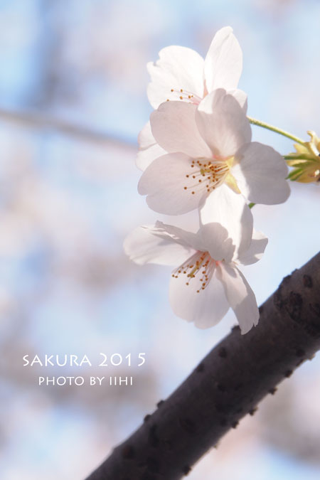 sakura2015_6.jpg