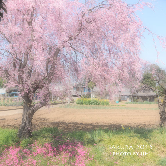 sakura2015_7.jpg