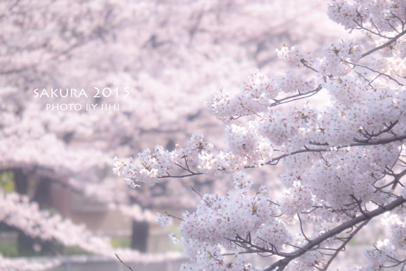 sakura2015_8.jpg