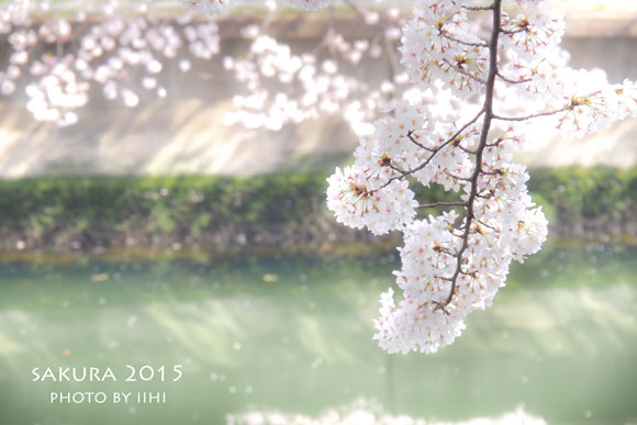sakura2015_9.jpg
