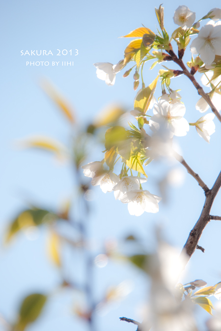 sakura3-2013.jpg