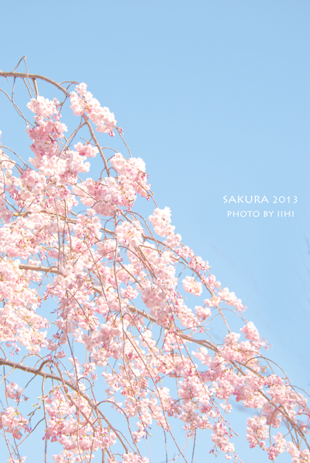 sakura4-2013.jpg