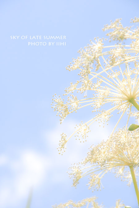 skyoflatesummer-iihi.jpg