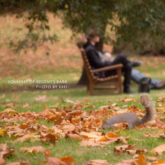 squirrel-of-regent's-park.jpg