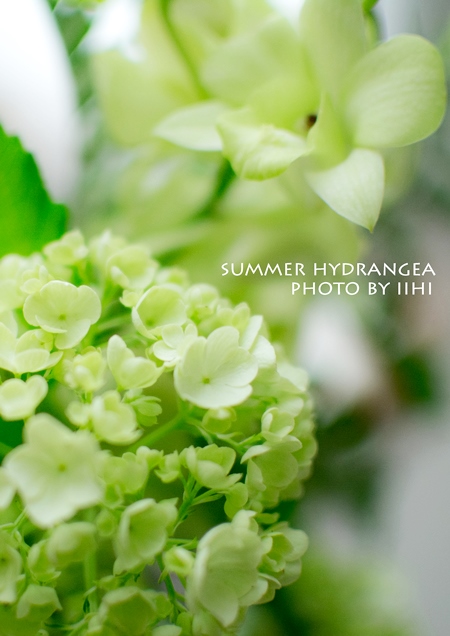 summerhydrangea2013_iihi.jpg