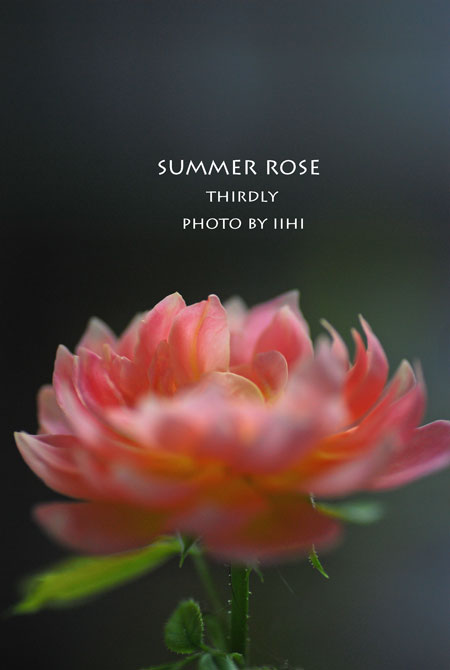 thirdlyrose2015summer.jpg
