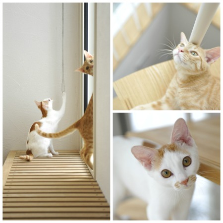 lovelycat-of-ks-home1.jpg